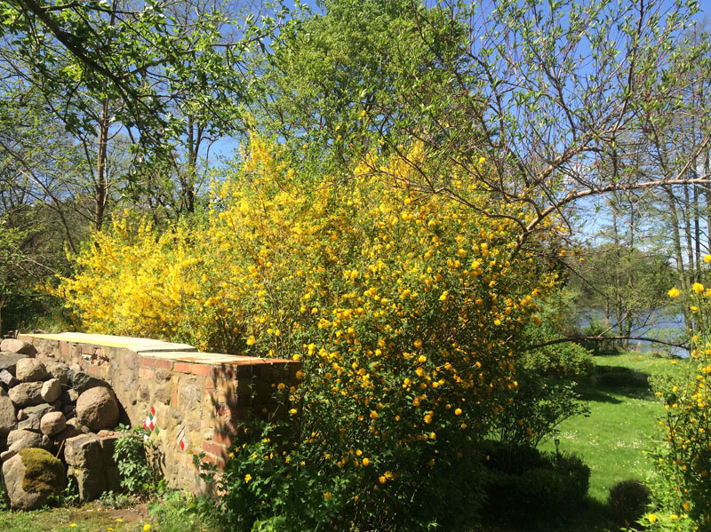 Forsythien