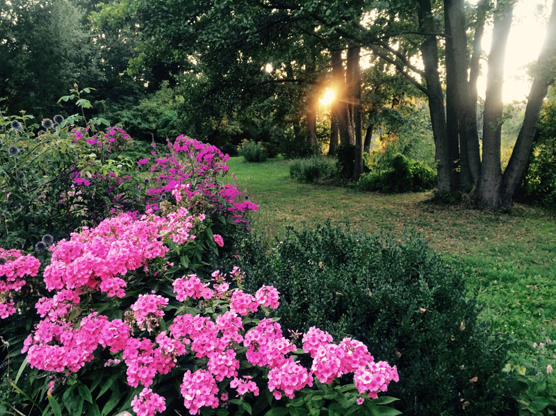 Phlox-Garten